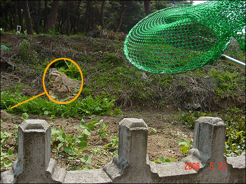 학교 앞 숲으로 보내주자 부리나케 달아난다. 원 안쪽이 달아나고 있는 다람쥐. 